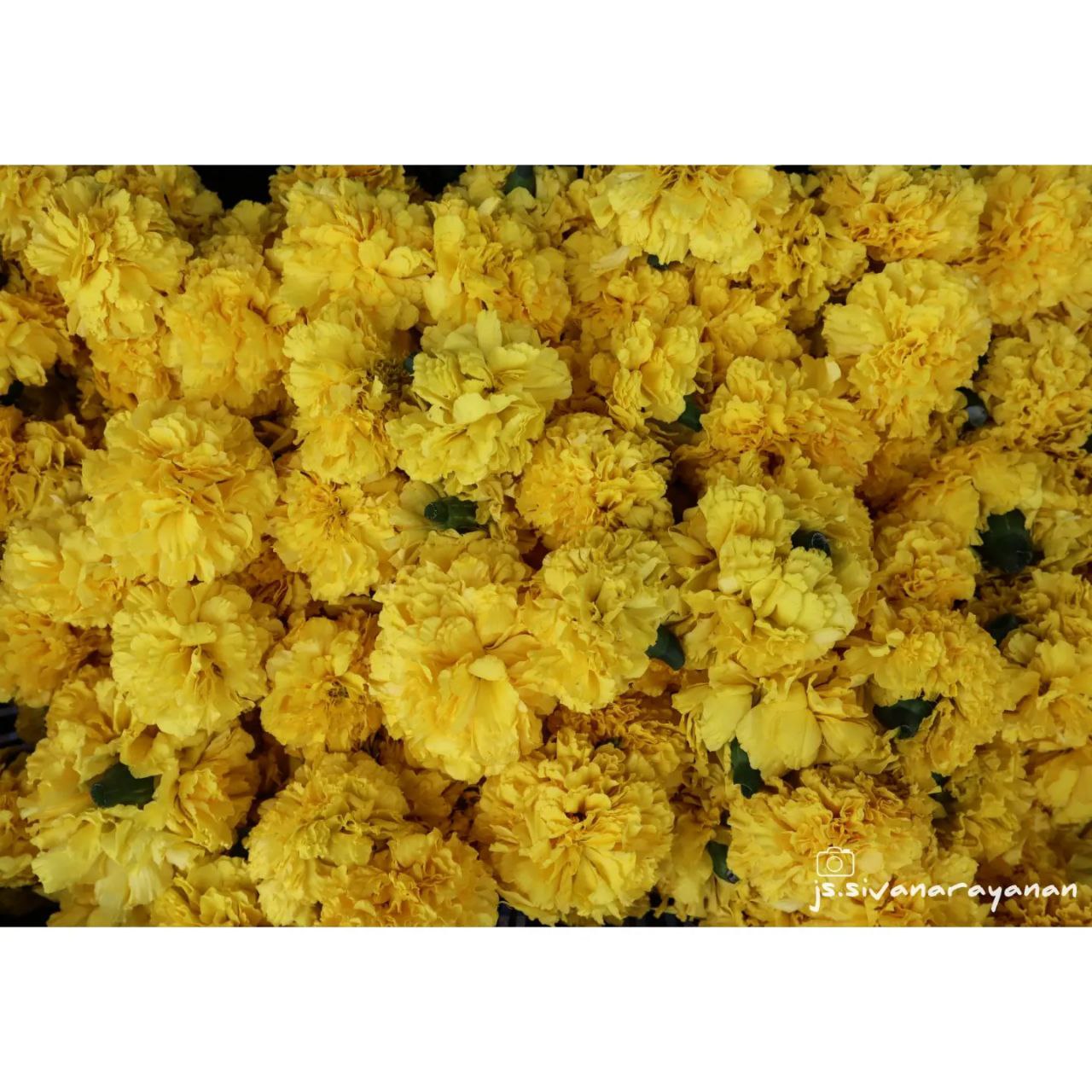 a pile of yellow flowers